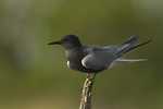 White-winged Black Tern