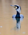 "Continental" Cormorant (sinensis race) at Hatch Pond