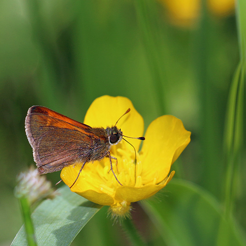 tawny edged skipper