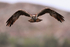 Osprey circling above the lake and looking for fish