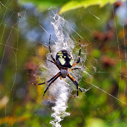 a female black & yellow garden spider hangs in familiar posture and in front of her webs stabilimenta.