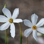 Autumn narcissus (Narcissus serotinus)