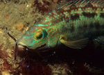 Symphodus melops male nest biulding