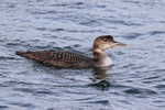 Great Northern Diver (juvenile), Farmoor Reservoir, Oxfordshire