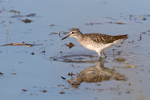 Wood Sandpiper