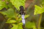 Black-tailed Skimmer on Bramble