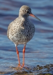 Redshank
