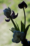 Flowers 17 - 31