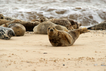 Grey Seals During The Moult