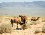 Camels in the Gobi Gurvan #1