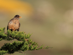 Austral Thrush perched in conifer, Carcass Island, Falklands