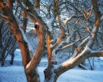 Links, Nairn - January