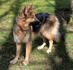 Maya