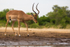 Impala at Waterhole 3