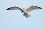 Herring Gull with Muscle, Louth