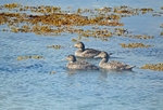 Eiders