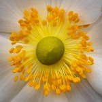 Blossom