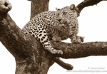 Watchful leopard in speia