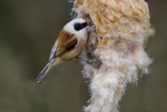 Male Penduline Tit