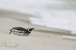 Magellanic Penguin sliding on belly towards sea, Falklands