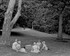 THE PICNIC