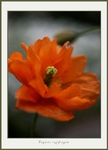 Papaver rupifragum