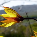 Southern Wild Tulip (Tulipa sylvestris ssp. australis)