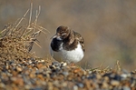Turnstone