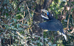 Rufous-necked Hornbill female
