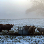 highland cattle perth