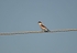 Lesser Grey Shrike