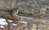 Snow Leopard