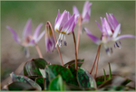 Erythronium dens-canis 'Rose Queen' 3