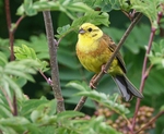 Yellowhammer