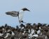 Guillemot landing in a colony, Farne Islands