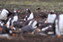 Brown Skua lurking by Gentoo Penguin colony, Falklands
