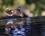 Pied Fantail takes off, Lovina, Bali