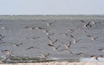 Black Skimmers