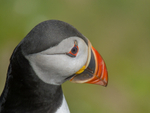 Portrait of Puffin at Saltee Island in County Wexford