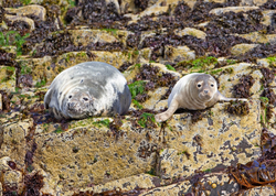 Mammals portfolio