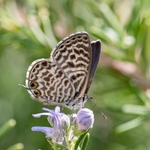 Lang's short-tailed blue (Leptotes pirithous) also Common zebra blue.