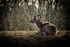 Kudu - RLP_4956-1710