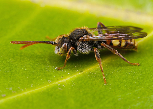 Nomada hirtipes