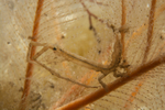 Astacilla longicornis