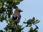 Jay