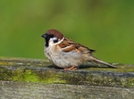 Tree Sparrow