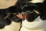Rockhopper Penguin pair nestling together, Sea Lion Island