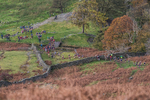 Stybarrow Dodd-103