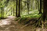 A Walk in the Forest