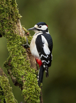 GS WOODPECKER (chap) REF WOOD 10